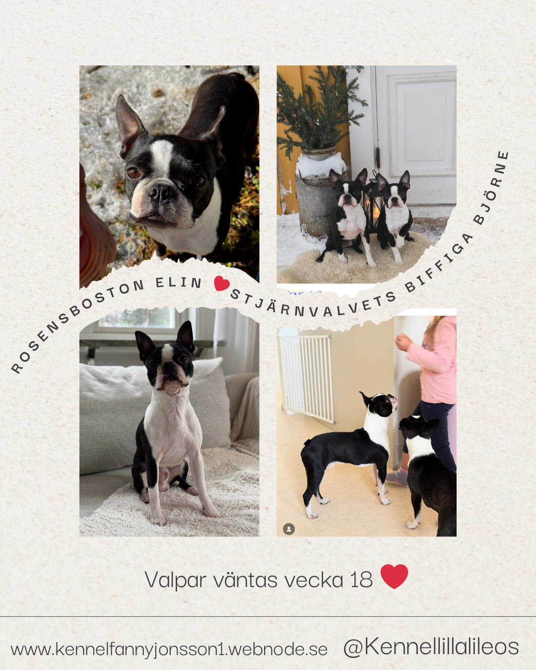 Vi väntar valpar! För intresseanmälan mejla: fannyjonssooon@hotmail.com eller skriv till mig på Facebook: Fanny Jönsson